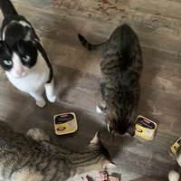 photo de livraison pour Association des Chats Camarguais