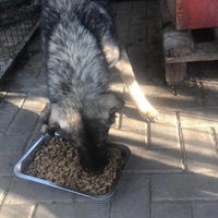 photo de livraison pour Civic Initiative Kane Korzo Skopje