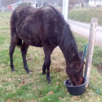 photo de livraison pour Refuge cheval Espoir