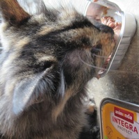 photo de livraison pour Jardin des Chats