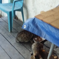 photo de livraison pour Chats cerbériens