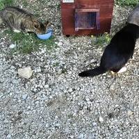 photo de livraison pour Clan du chat libre