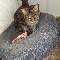 photo de livraison pour Protect Cat