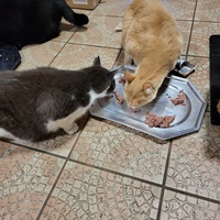 photo de livraison pour Chat de Gout'hier sans Toit