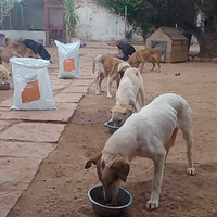 photo de livraison pour Help Adopt Moroccan Animals