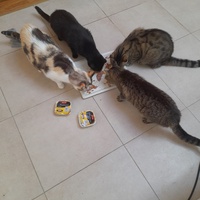photo de livraison pour Les Amis de Michouette