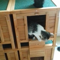 photo de livraison pour Pour l'Amour des Chats