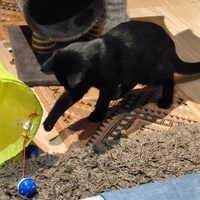photo de livraison pour Les Chats de Cooper