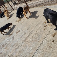 photo de livraison pour Nobody's Dog France
