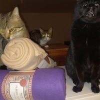 photo de livraison pour Les Pattounes de l'Espoir