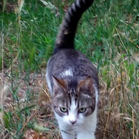 photo de livraison pour Adoption Féline Estuaire