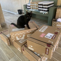 photo de livraison pour Les chats de chez nous