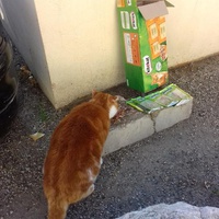 photo de livraison pour Les chats Port-Saint-Louisiens