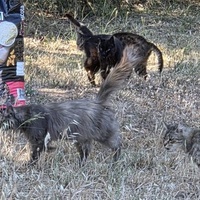 photo de livraison pour Bien vivre avec les Chats Sallélois