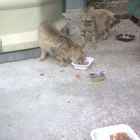 photo de livraison pour Hungry Cats14