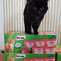 photo de livraison pour Chatons de l'Espoir