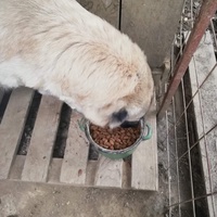 photo de livraison pour asociatia centrul de formare pentru activitati voluntare natura deva
