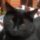 photo association