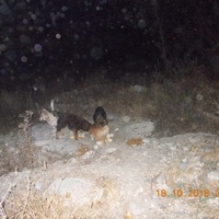 photo de livraison pour Pro Animals Finland ry