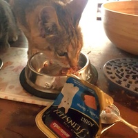 photo de livraison pour SOS Chats Libres