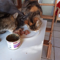photo de livraison pour Amicale Chats