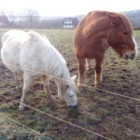 photo de livraison pour Refuge cheval Espoir