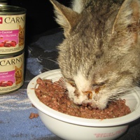 photo de livraison pour Jardin des Chats