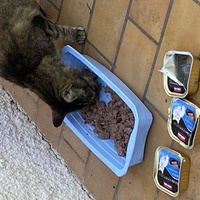 photo de livraison pour Association Nos Amis Nos Animaux