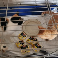 photo de livraison pour Aide Aux Chats Sans Logis