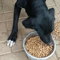 photo de livraison pour Civic Initiative Kane Korzo Skopje