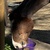 photo animal