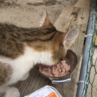 photo de livraison pour Les Chats Libres Condom 32