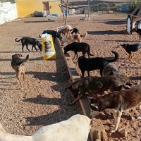 photo de livraison pour Comme Chiens et Chats Maroc