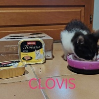 photo de livraison pour Ain Câlin de Guess