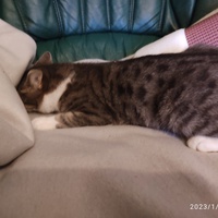 photo de livraison pour Les chats de l'Indifférence