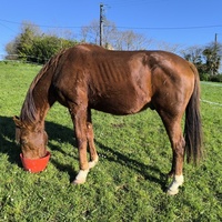 photo de livraison pour Les Crinières de Salherm