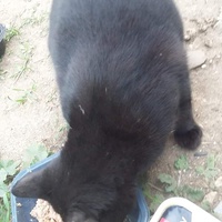 photo de livraison pour Les Chats-Pitresdelavi-Ste