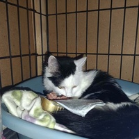 photo de livraison pour Chats Libres de Béziers