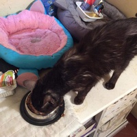 photo de livraison pour Vallée des Chats