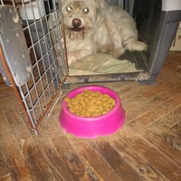 photo de livraison pour Lina's animal rescue