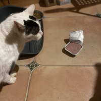 photo de livraison pour Les Chats de Condom 32