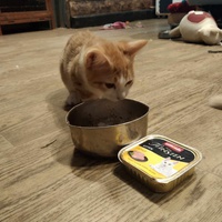 photo de livraison pour Chat L'Heureux Chat l'Ange et Cie