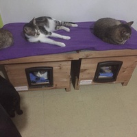 photo de livraison pour Pour l'Amour des Chats