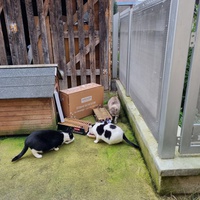 photo de livraison pour Les Chats'nonymes