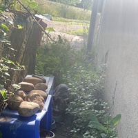 photo de livraison pour Le Chat Salonais
