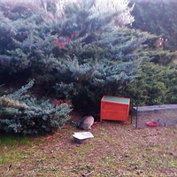 photo de livraison pour Les Aristocats