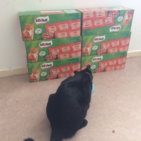 photo de livraison pour Les chats Port-Saint-Louisiens