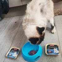 photo de livraison pour Les chats de l'Indifférence