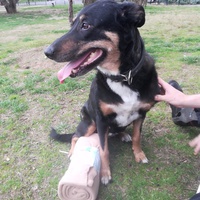photo de livraison pour Help Doggy