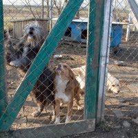 photo de livraison pour Azil Bella